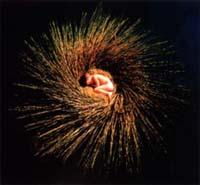 OVO�`�U�E�~���j�A���E�V���E