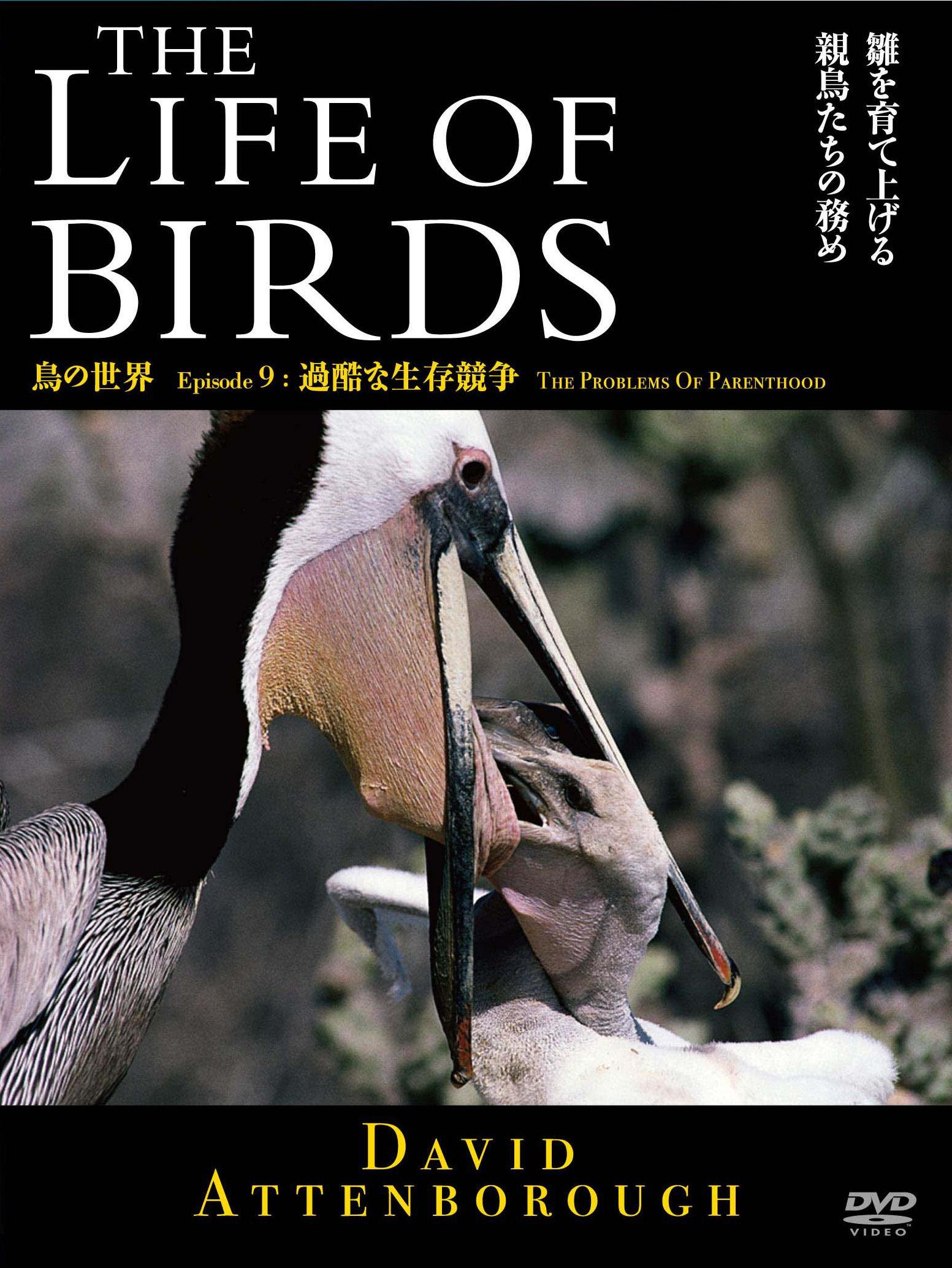 ＴＨＥ　ＬＩＦＥ　ＯＦ　ＢＩＲＤＳ　鳥の世界　過酷な生存競争の画像・ジャケット写真