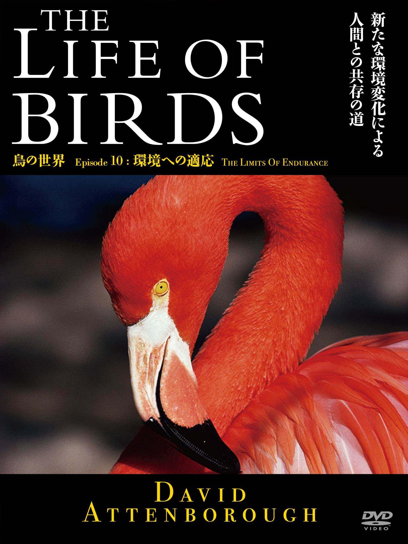 ＴＨＥ ＬＩＦＥ ＯＦ ＢＩＲＤＳ 鳥の世界 環境への適用 | 宅配DVDレンタルのTSUTAYA DISCAS