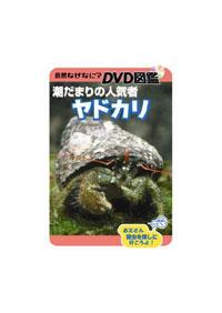 ���R�Ȃ��ȂɁH�@�c�u�c�}��