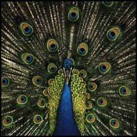 �G�N�X�y�N�e�B���O�E�g�D�E�t���C