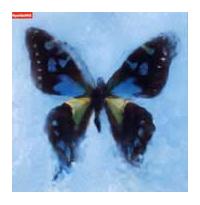 �yMAXI�z�A�Q�n��(�}�L�V�V���O��)