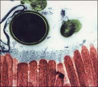 cell.