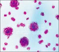 �yMAXI�zSWEET AMAZING(�}�L�V�V���O��)