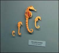 �J�[�X �I�u �U �g�D�A�^��