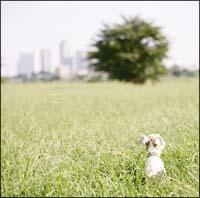 ���܂����ɂ�낵��(�ʏ��)