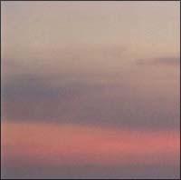 �yMAXI�zPansy(�}�L�V�V���O��)