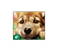 �yMAXI�z�E�����̉S(�}�L�V�V���O��)