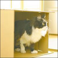 �yMAXI�z�_���{�[���Ɉ͂܂��(�ʏ��)(�}�L�V�V���O��)