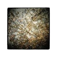 �V�X���h�E�X�v�����O