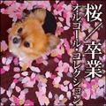 桜/卒業オルゴール・コレクション