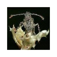 �A�C�E�R���^�N�g