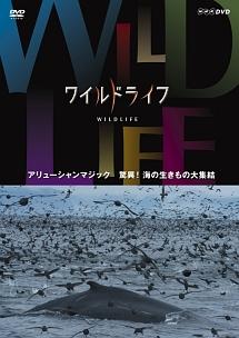 ワイルドライフ アリューシャンマジック 驚異！海の生きもの大集結 | 宅配DVDレンタルのTSUTAYA DISCAS