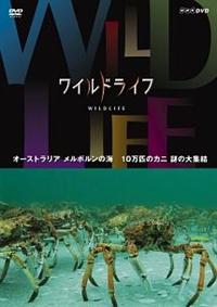 ���C���h���C�t�@�I�[�X�g�����A�@�����{�����̊C�@�P�O���C�̃J�j�@��̑�W��