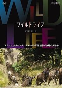 ���C���h���C�t�@�A�t���J��T�o���i�@�k�[�P�O�O�����@�e�q�Ō����̑�ړ�