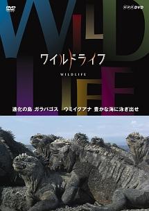 ワイルドライフ 進化の島 ガラパゴス ウミイグアナ 豊かな海に泳ぎ出せ | 宅配DVDレンタルのTSUTAYA DISCAS