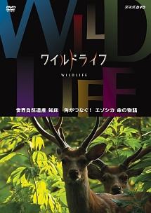 ワイルドライフ 世界自然遺産 知床 角がつなぐ！エゾシカ 命の物語