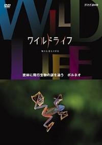 ���C���h���C�t�@���тɔ�s�����̓��ǂ��@�{���l�I