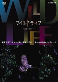 ���C���h���C�t�@����A�W�A�@�{���l�I�@�ؗ�I�I���I�@�������̋󒆃n���e�B���O