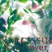 Narcissus