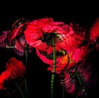 �yMAXI�zReverb(�}�L�V�V���O��)