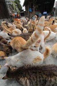 �L�̓��@���˓��E��