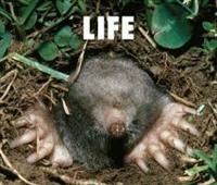 LIFE(ʏ)