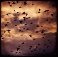 �[�z�ւ̃t�@���t�@�[��