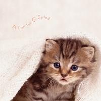 �܂邲��!G����̃A���A