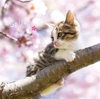 ܂邲!t -Spring-