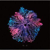 �yMAXI�z���D(�ʏ��)(�}�L�V�V���O��)