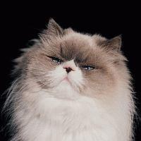 �u�W�X�v(�ʏ��)