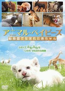 アニマル ベイビーズ 動物園で生まれた赤ちゃん 宅配dvdレンタルのtsutaya Discas