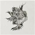 yMAXIzUnited Sparrows(}LVVO)