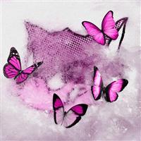 �yMAXI�zFrozen Butterfly�ySG�z(�}�L�V�V���O��)