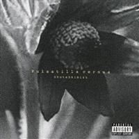 Pulsatilla cernua(�ʏ��)